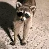 malcolmlaurents - @malcolmlaurents - TikTok