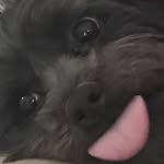 Malcolm Mair - @malcolmthemorkie - Instagram