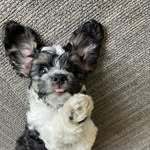 Malcolm McCormick - @malcadoodle - Instagram