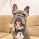 Malcolm Melvin 🐾 - @malcolm.frenchie - Instagram