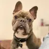 Malcolm Melvin 🐶 - @malcolmmelvinkb - TikTok
