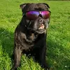 Malcom & Newton 😎 - @staffy_newtonmalcom - TikTok
