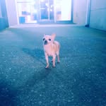 Malcolm Peters - @east_van_bonnie - Instagram