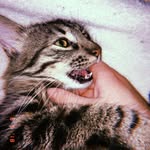 Piper, Galena & Malcolm - @piper.galena.malcolm - Instagram