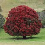 Malcolm Rutherford - @lobotaniser - Instagram