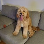 Malcolm Samuel - @malcolmsamuel_thegoldendoodle - Instagram