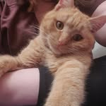 Elizabeth Olson - @malcolm_the_selfie_cat - Instagram