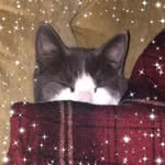 Malcolm Shepherd - @mow_kitty - Instagram