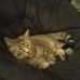 Malcolm Sheppard, Writer and Game Developer - Facebook