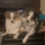 Malcolm and Simon - @miniaussiebesties - Instagram