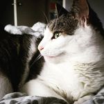 Zoë | Malcolm | Simon | River - @fireflyfurbabies - Instagram