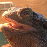 Comrade Malcolm Tucker II - @malcolmthebeardie - Instagram