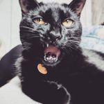 Malcolm Tucker - @malcat_tucker - Instagram