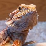Malcolm Tucker - Bearded Dragon & Political Animal. - @malcolmtuckerdragon - Instagram