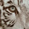 MALCOLM WHITE - @malcolm.white87 - TikTok