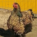 Malcolm Williamson - @malcolmwilliamson6 - Instagram
