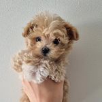 김말콤 🐶 - @malcom__brown - Instagram