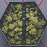 Greensville - @malcomgreensville - Instagram