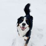 Malcom Jones - @malcomthemountaindog - Instagram