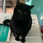 Malcolm A. Mathis - @malcolm.thecat3 - Instagram