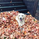 Malcom❤️ - @malcom_the_white_golden - Instagram