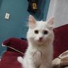 Malek Hussein - @malek.hussein283 - TikTok