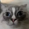 malek - @malek.husseini - TikTok