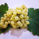 @malek_masoud_ - Instagram