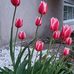 Malek Srour - Facebook