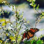 Malia Bowman - @maliabowmanphotography - Instagram