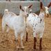 Malik goat farming - Facebook