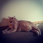 Malia Nelson - @malianelson3 - Instagram