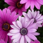 Malia Turner - @buga_girl1231 - Instagram