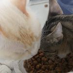 Malia&white - @inseparables_cats - Instagram