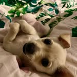 Malibu 🐶🎀 - @princesse_malibu - Instagram