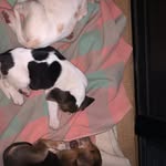 Malibu - Prince - Georgie - @malibuprincegeorgie - Instagram