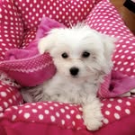 Maltese🐶 - @_princess_malibu_ - Instagram