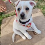 Prince Malibu - @life_of_prince_malibu - Instagram