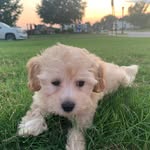 Prince Malibu the Dog - @princemalibudog - Instagram