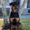 ToniAnn D'Amico Fusa - @malibu.princess - TikTok