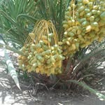 Malik Abdalla - @malikmohamed552 - Instagram