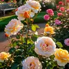 Malik Abid - @malik.abid697 - TikTok