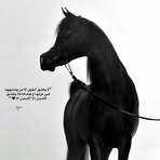 Malik Amer - Facebook