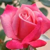 Basheer Khan - @malikbashirkhan - TikTok