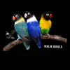 ملک BIRDS HARIPUR 🦋🦅✨ - @malikbirds23 - TikTok