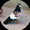 MaلikFaizan - @malik.bird302 - TikTok