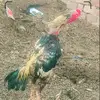 Malik_Bird☠️ - @malik_aseel047 - TikTok