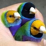 Malik Bird - @malik.bird - Instagram