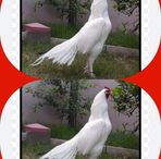 Malik bird and animal  - Facebook
