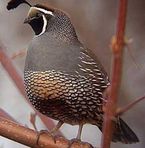 Malik bird farm - Facebook